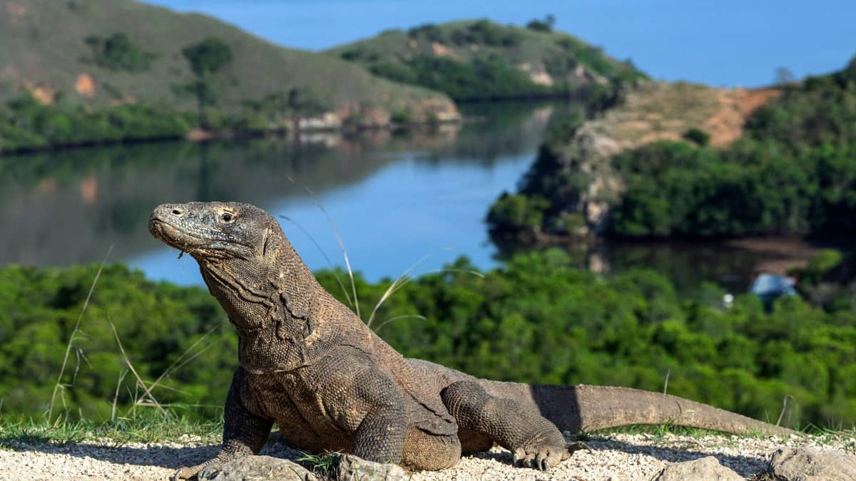 Visit Komodo National Park